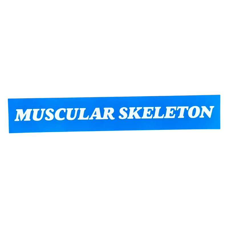 Anatomical Muscular Skeleton Bumper Sticker